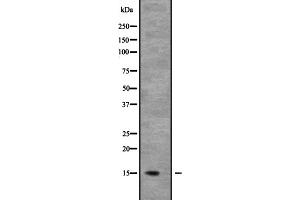 Western blot analysis of NDUFB6 expression in Mouse kidney tissue lysate;,The lane on the left is treated with the antigen-specific peptide. (NDUFB6 antibody  (Internal Region))