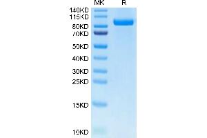 ERBB3 Protein (AA 20-641) (His tag)