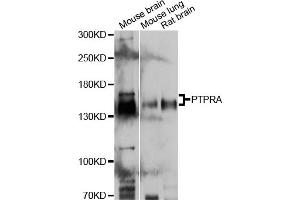 Western blot analysis of extracts of various cell lines, using PTPRA antibody.