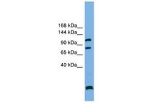 Image no. 1 for anti-SAPS Domain Family, Member 1 (SAPS1) (N-Term) antibody (ABIN6743801) (SAPS1 antibody  (N-Term))