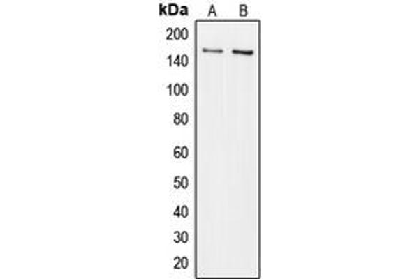 COL5A3 antibody  (N-Term)