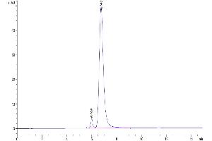 The purity of Biotinylated Human CD3E 1-27 peptide is greater than 95 % as determined by SEC-HPLC. (CD3 epsilon Protein (CD3E) (AA 23-48) (Fc-Avi Tag,Biotin))