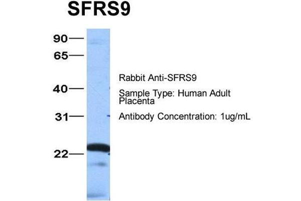 SFRS9 antibody  (Middle Region)