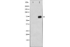 Western blot analysis of C-RAF phosphorylation expression in PMA treated 293 whole cell lysates,The lane on the left is treated with the antigen-specific peptide. (RAF1 antibody  (pSer296))