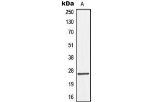 Western blot analysis of Connexin 26 expression in HepG2 (A) whole cell lysates. (GJB2 antibody  (Center))