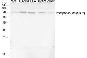 Western Blot (WB) analysis of specific cells using Phospho-c-Fos (S362) Polyclonal Antibody. (c-FOS antibody  (pSer362))