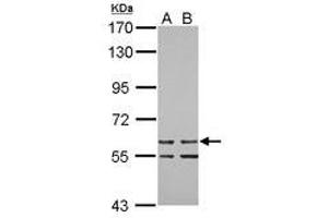 Image no. 1 for anti-Zinc Finger Protein 419 (ZNF419) (AA 1-151) antibody (ABIN1501844) (ZNF419 antibody  (AA 1-151))