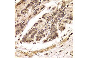 Immunohistochemistry of paraffin-embedded Human mammary gland using TDO2 antibody at dilution of 1:100 (x400 lens). (TDO2 antibody)