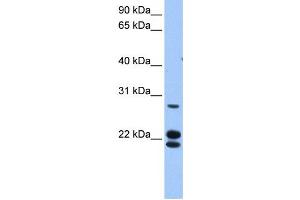 Western Blotting (WB) image for anti-Zinc Finger Protein 724, Pseudogene (ZNF724P) antibody (ABIN2459456) (ZNF724P antibody)