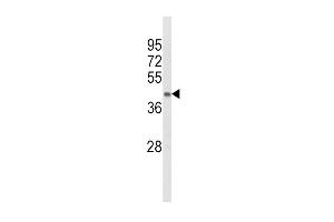 Western blot analysis of ACADL Antibody (Center) (ABIN652476 and ABIN2842324) in mouse kidney tissue lysates (35 μg/lane). (ACADL antibody  (AA 292-319))