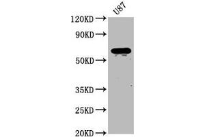 Western Blot Positive WB detected in: U87 whole cell lysate All lanes: NPRL3 antibody at 2. (Mare/Nprl3/C16orf35 antibody  (AA 349-482))