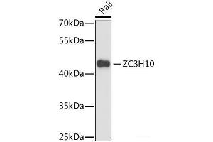 Western blot analysis of extracts of Raji cells using ZC3H10 Polyclonal Antibody at dilution of 1:3000.