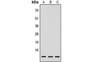 Western blot analysis of LY6E expression in HEK293T (A), Raw264. (LY6E antibody  (Center))