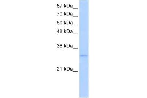 EXOSC6 antibody  (N-Term)