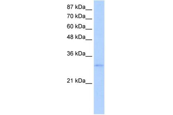 EXOSC6 antibody  (N-Term)