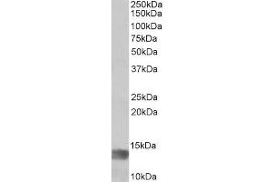 ABIN5539869 (1µg/ml) staining of Human Glioma lysate (35µg protein in RIPA buffer). (MIA antibody  (Internal Region))