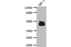 Western Blot Positive WB detected in: THP-1 whole cell lysate All lanes: CD32 antibody at 1:1000 Secondary Goat polyclonal to rabbit IgG at 1/50000 dilution Predicted band size: 35, 36 kDa Observed band size: 45 kDa (Recombinant FCGR2A antibody)