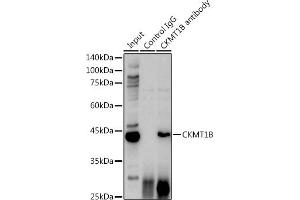 Immunoprecipitation analysis of 600 μg extracts of Mouse brain cells using 3 μg CKMT1B antibody (ABIN3017245, ABIN3017246, ABIN3017247 and ABIN6220012). (CKMT1B antibody  (AA 1-85))