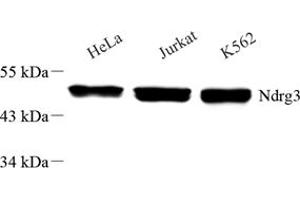 Western blot analysis of NDRG3 (ABIN7074787),at dilution of 1: 6000 (NDRG3 antibody)