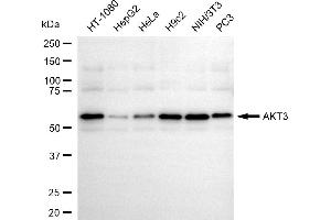 Western blotting analysis using AKT3 antibody (ABIN7800789).
