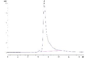 The purity of Mouse LOX1 is greater than 95 % as determined by SEC-HPLC. (OLR1 Protein (AA 60-363) (His tag))