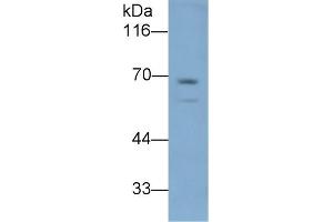 Detection of LBP in Mouse Liver lysate using Polyclonal Antibody to Lipopolysaccharide Binding Protein (LBP) (LBP antibody  (AA 226-480))