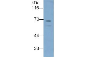 LBP anticorps  (AA 226-480)