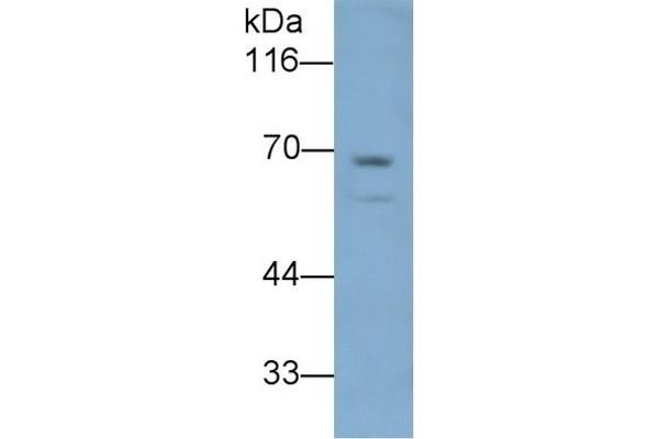 LBP antibody  (AA 226-480)