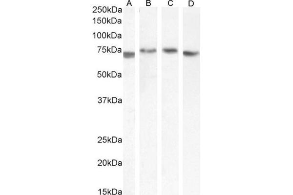 TGFBI antibody  (Internal Region)