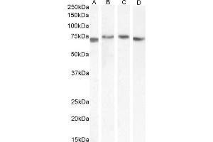 (ABIN571098) (0. (TGFBI antibody  (Internal Region))