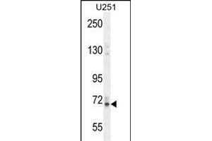 Vitrin antibody  (C-Term)