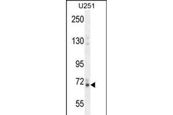 Vitrin antibody  (C-Term)