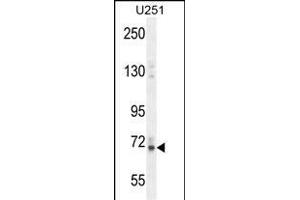 VITRN Antibody (C-term) (ABIN654464 and ABIN2844197) western blot analysis in  cell line lysates (35 μg/lane).