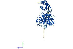 Protein Structure (PS) image for Transmembrane Protease, serine 11B (TMPRSS11B) (AA 1-416) protein (His tag) (ABIN7556987)