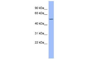 WB Suggested Anti-PTK6 Antibody Titration: 0. (PTK6 antibody  (Middle Region))