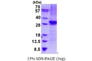 Image no. 1 for CD1b (CD1B) protein (His tag) (ABIN6387063) (CD1b Protein (CD1B) (His tag))