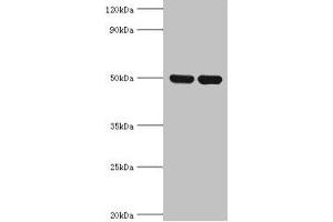 Western blot All lanes: IDH2 antibody at 5 μg/mL Lane 1: Hela whole cell lysate Lane 2: Mouse heart tissue Secondary Goat polyclonal to rabbit IgG at 1/10000 dilution Predicted band size: 51, 46 kDa Observed band size: 51 kDa (IDH2 antibody  (AA 193-452))