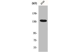 Western Blot analysis of HepG2 cells using DREG Polyclonal Antibody (ADGRG6 (C-Term) antibody)