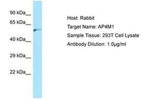 Image no. 1 for anti-Adaptor-Related Protein Complex 4, mu 1 Subunit (Ap4m1) (AA 345-394) antibody (ABIN6750154) (AP4M1 antibody  (AA 345-394))