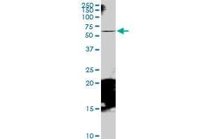 RAB11FIP5 MaxPab polyclonal antibody. (RAB11FIP5 antibody  (AA 1-652))