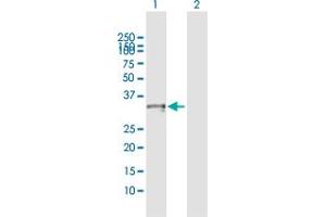 Western Blot analysis of CRHBP expression in transfected 293T cell line by CRHBP MaxPab polyclonal antibody. (CRHBP antibody  (AA 1-322))