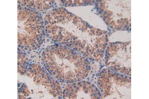 IHC-P analysis of testis tissue, with DAB staining. (MAPKAP Kinase 2 antibody  (AA 117-337))