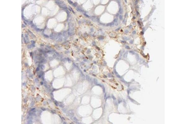 COL4A1 antibody