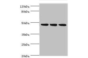 Western blot All lanes: PELI1 antibody at 7 μg/mL Lane 1: HL60 whole cell lysate Lane 2: Mouse liver tissue Lane 3: THP-1 whole cell lysate Secondary Goat polyclonal to rabbit IgG at 1/10000 dilution Predicted band size: 46 kDa Observed band size: 46 kDa (Pellino 1 antibody  (AA 1-250))