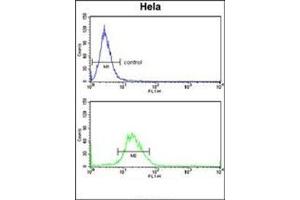 Flow cytometry analysis of Hela cells using EXT2 Antibody (Center) Cat. (EXT2 antibody  (Middle Region))