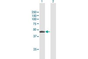 Western Blot analysis of NR2E3 expression in transfected 293T cell line by NR2E3 MaxPab polyclonal antibody.
