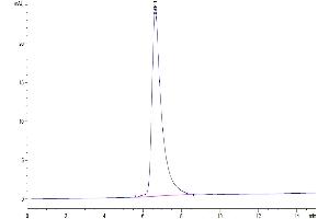 The purity of Human SIRP alpha V5 is greater than 95 % as determined by SEC-HPLC.