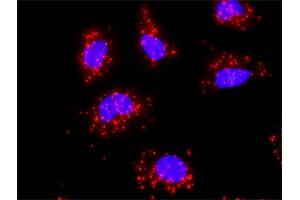 Proximity Ligation Analysis of protein-protein interactions between EGFR and HSPA1B. (HSPA1B antibody  (AA 531-611))
