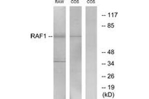 Western blot analysis of extracts from RAW264. (RAF1 antibody  (AA 305-354))