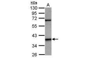 Image no. 1 for anti-LIM Homeobox 5 (LHX5) (Internal Region) antibody (ABIN1496073) (LHX5 antibody  (Internal Region))